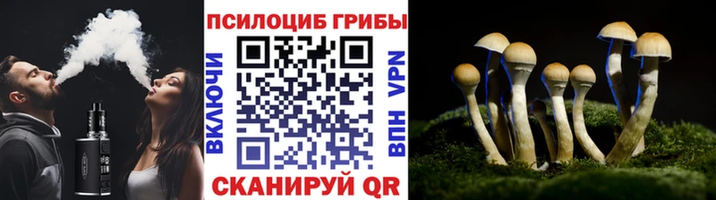 Псилоцибиновые грибы Psilocybine cubensis  Суоярви 